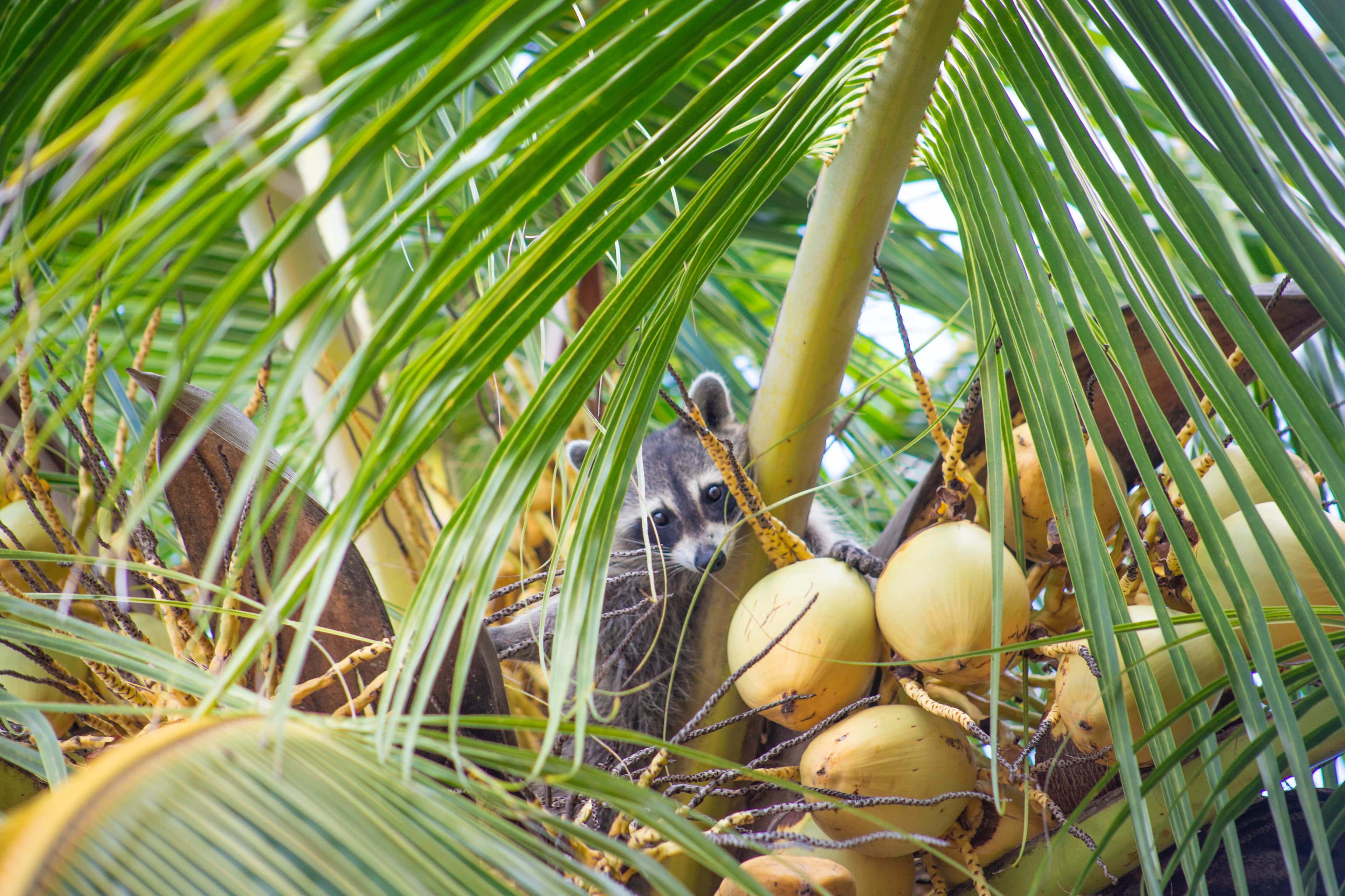 Raccoon Island - Media 5